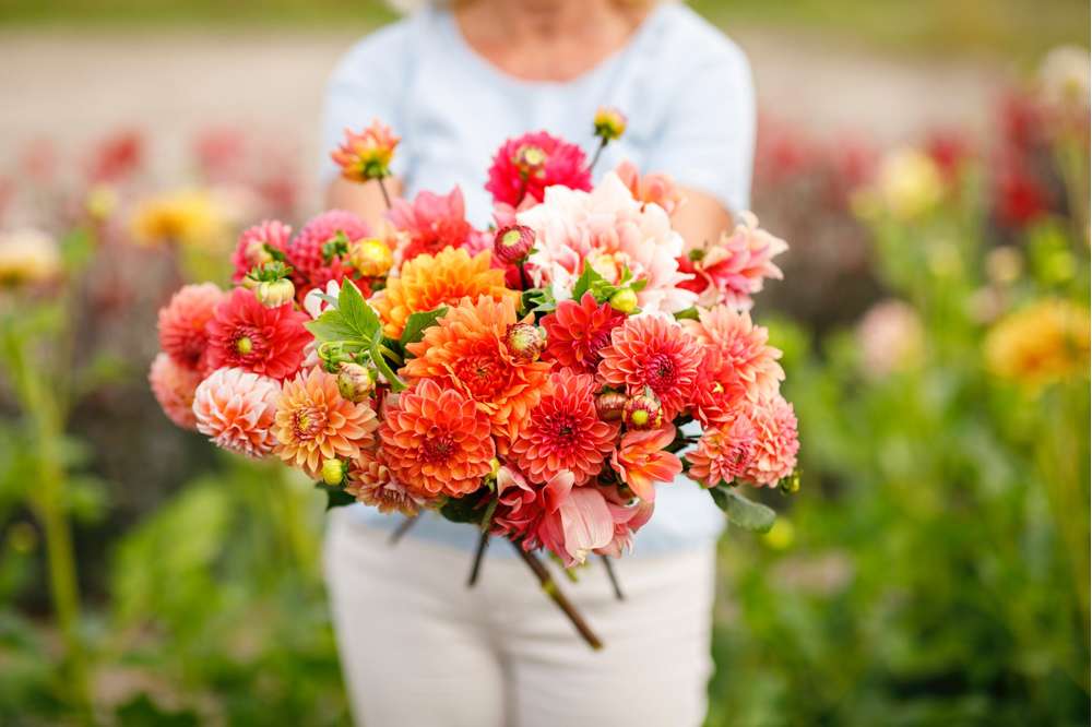 Dahliamix 'Jennifer'